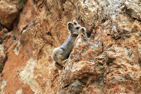 L'Ili Pika, le petit mammifère trop mignon