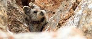 DECOUVERTE: Le « lapin magique » enfin photographié