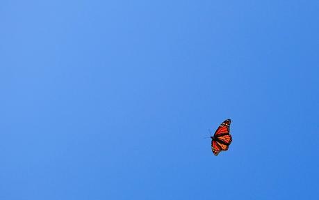 papillon-ciel