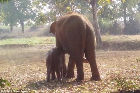 Une éléphante sauve son petit d'une mort certaine