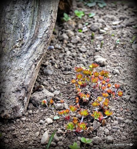 Printemps, es-tu là ?