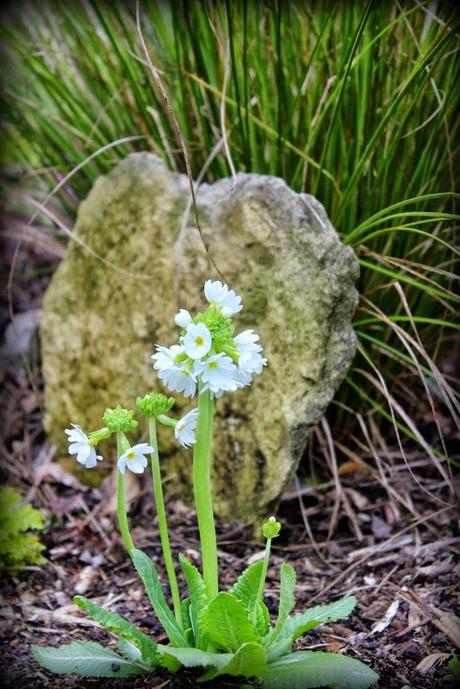 Printemps, es-tu là ?