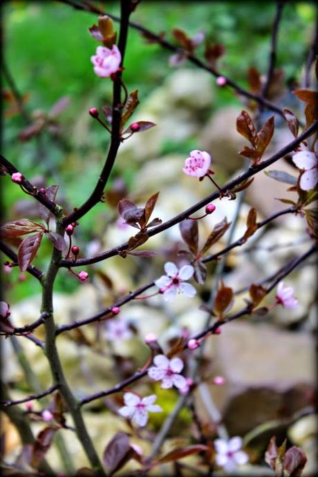 Printemps, es-tu là ?