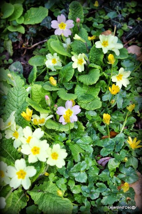 Printemps, es-tu là ?