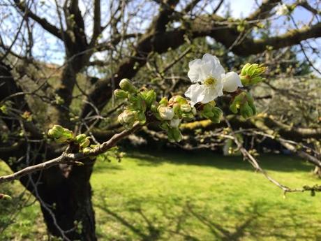 Les premières fleurs de cerisier