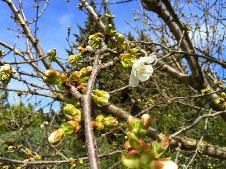 Les premières fleurs de cerisier