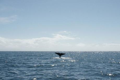 coyright Michiel Pieters