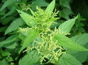 Secrets plante: L'ortie