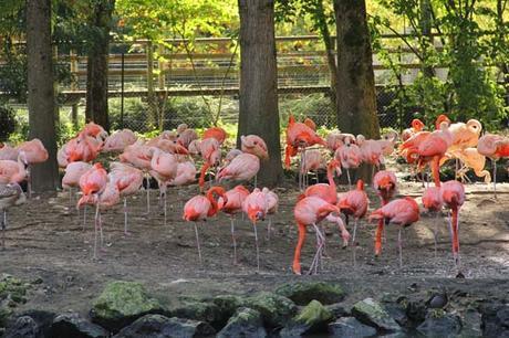 Une journée au zoo de Beauval flamants roses beauval