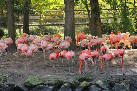 flamants roses beauval