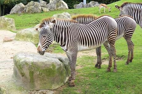 Une journée au zoo de Beauval zebres_beauval