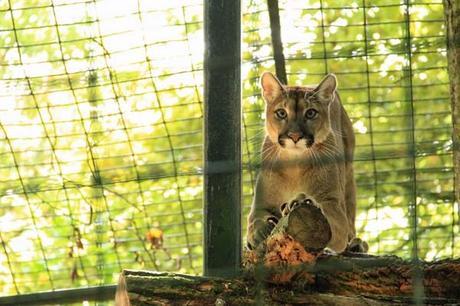 Une journée au zoo de Beauval puma_beauval