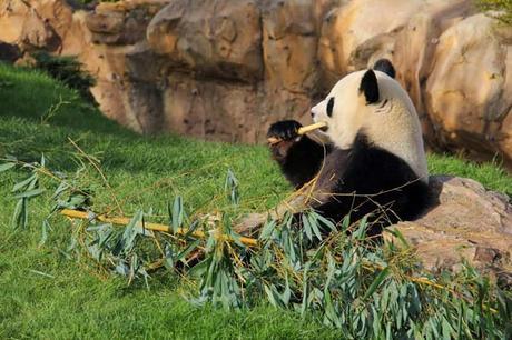 Une journée au zoo de Beauval Panda_beauval
