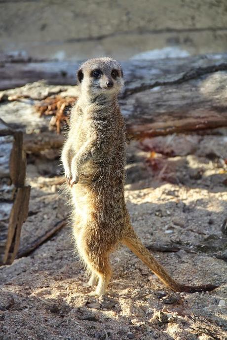 Une journée au zoo de Beauval suricates_beauval
