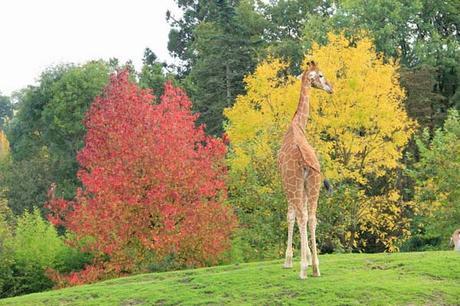 Une journée au zoo de Beauval girafes_zoo_beauval