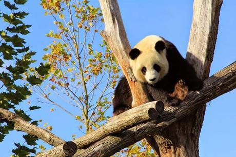 Une journée au zoo de Beauval panda_zoo_beauval