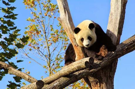 panda_zoo_beauval