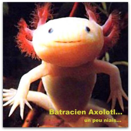 axolotl88.jpg