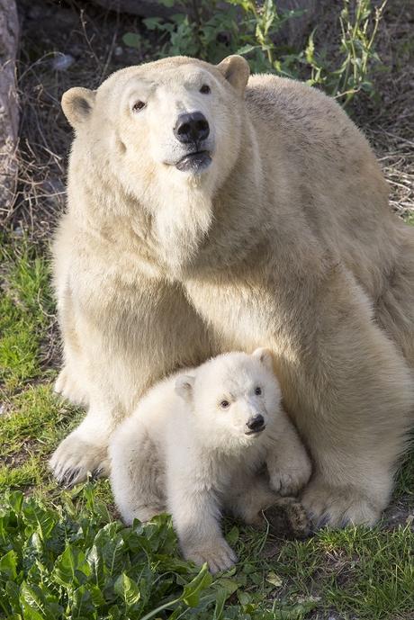 Parc Marineland Antibes Côte d’Azur : naissance d’un ours polaire !