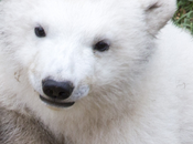 Parc Marineland Antibes Côte d’Azur naissance d’un ours polaire