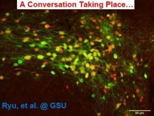 OBÉSITÉ: Le tissu adipeux brun, un thermostat pour le cerveau – The Journal of Neuroscience