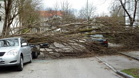 Tempête sur Munich: arbres déracinés, voitures défoncées