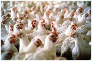 La guerre du poulet : le cas exemplaire du Brésil