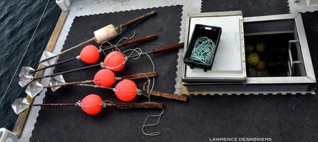 Crabes des neiges…