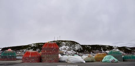 Crabes des neiges…