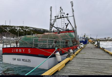 Crabes des neiges…