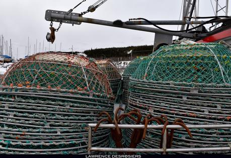 Crabes des neiges…