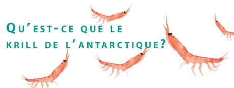 Quest-ce-que-le-krill-de-lantarctique