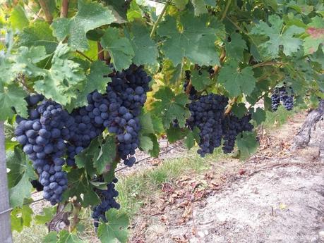 Raisins du Médoc Raisins du Médoc