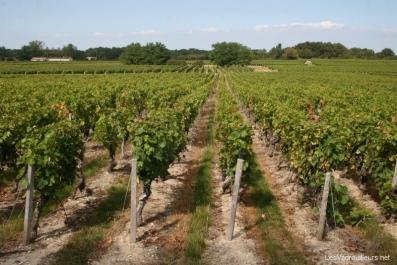 Vignes du Médoc Vignes du Médoc