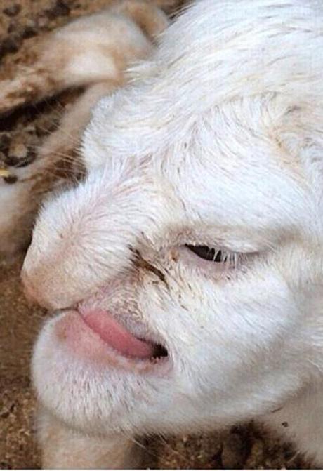 La forme du visage de cet agneau est étonnante !