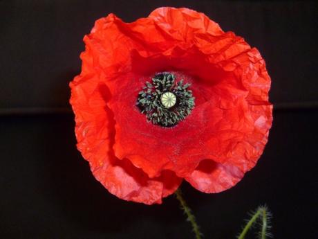 P1040477 COQUELICOT (2448 x 1836).jpg