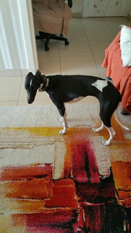 Athos  whippet petit levrier d' 1 an à l'adoption sur Nice chez sos chiens galgos