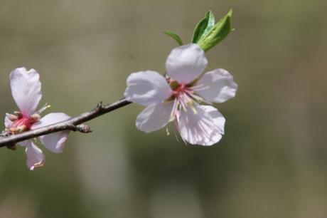 La floraison des fruitiers, la suite