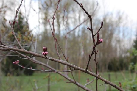 La floraison des fruitiers, la suite