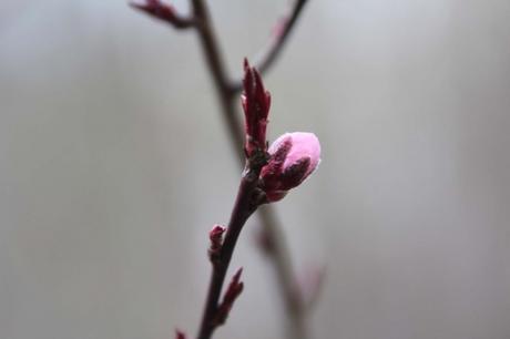 La floraison des fruitiers, la suite