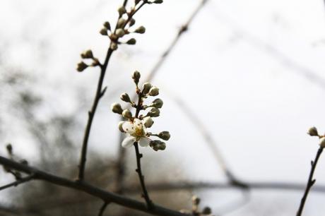 La floraison des fruitiers, la suite