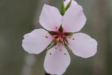 La floraison des fruitiers, la suite