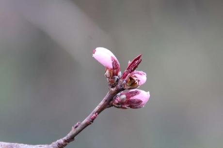 La floraison des fruitiers, la suite