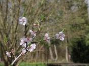 floraison fruitiers, suite