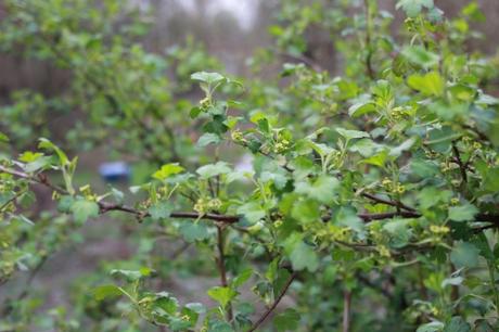La floraison des fruitiers, la suite