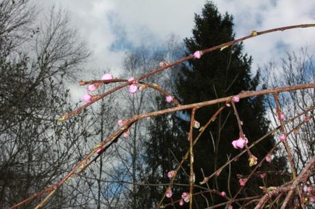 La floraison des fruitiers, la suite