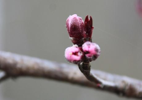 La floraison des fruitiers, la suite