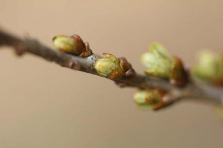 La floraison des fruitiers, la suite