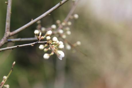 La floraison des fruitiers, la suite