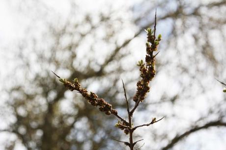 La floraison des fruitiers, la suite